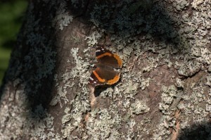 Butterfly on Tree