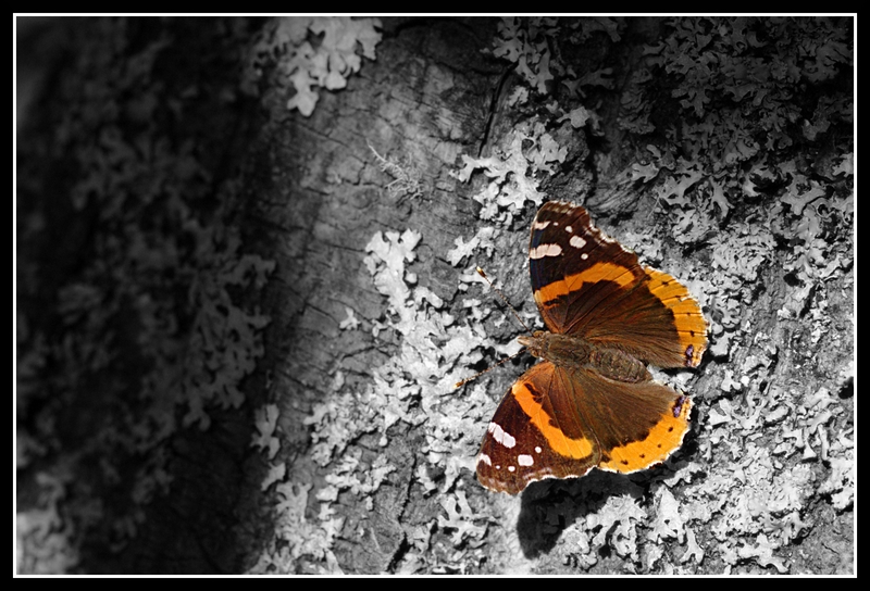 Butterfly Edited