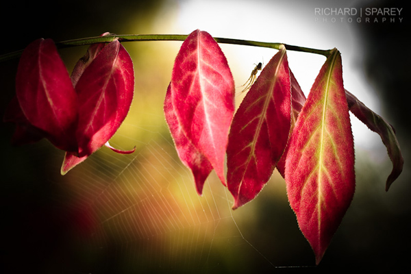 Autumn Web by Richard