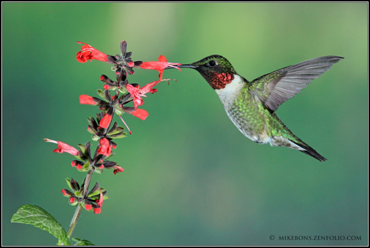 Male RTH Hummingbird by Mike Bons