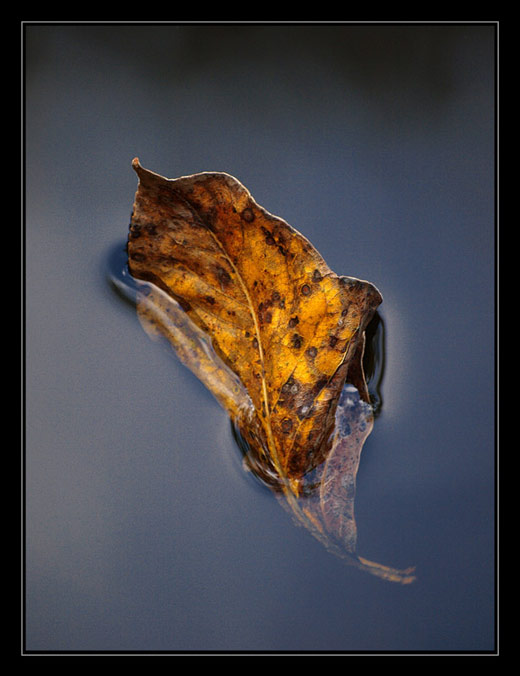 A leaf in water by Michaelaw