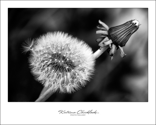 Colorless Beauty by Kat - Click to enlarge