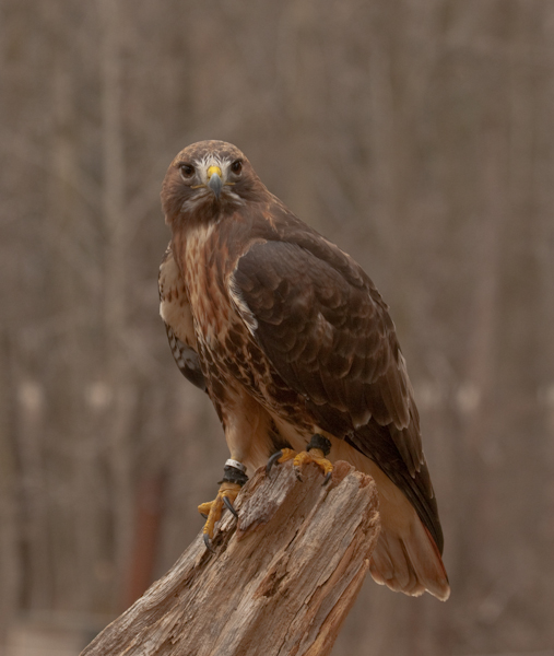 Mountsberg Wildlife Centre