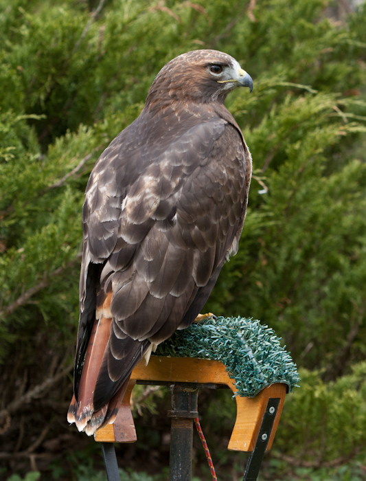 Mountsberg - Birds of Prey