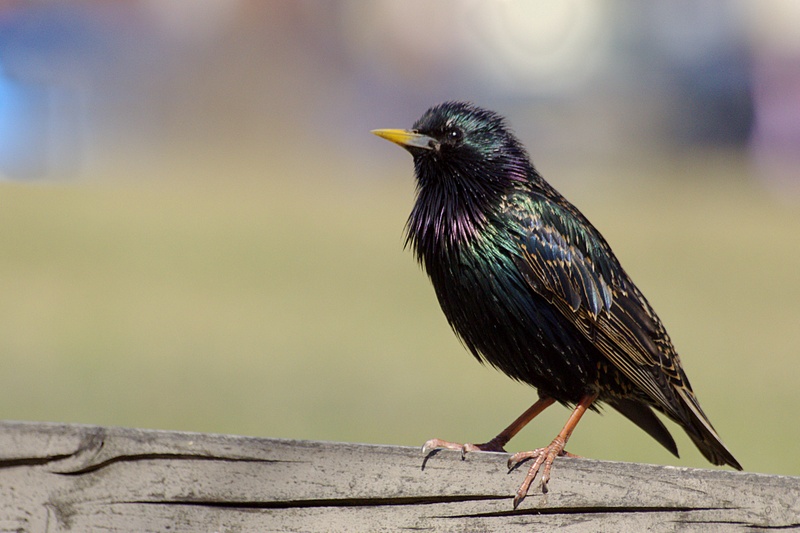 Starling in the Sun